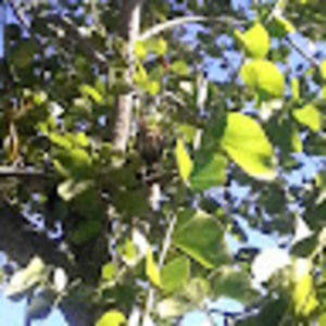 Meet your Posher, Rach